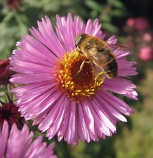 Herbstastern 029.jpg